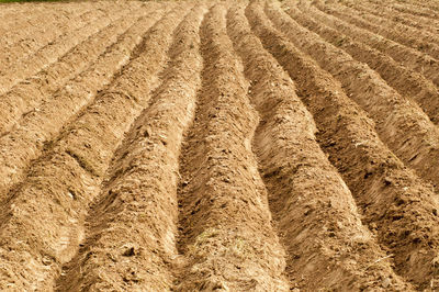 Full frame shot of agricultural field