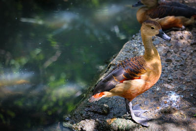 Close-up of duck in lake