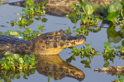 High angle view of turtle in lake
