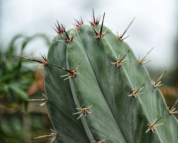 Close-up of succulent plant