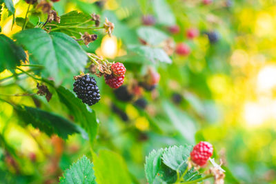 Close-up of strawberry growing on tree