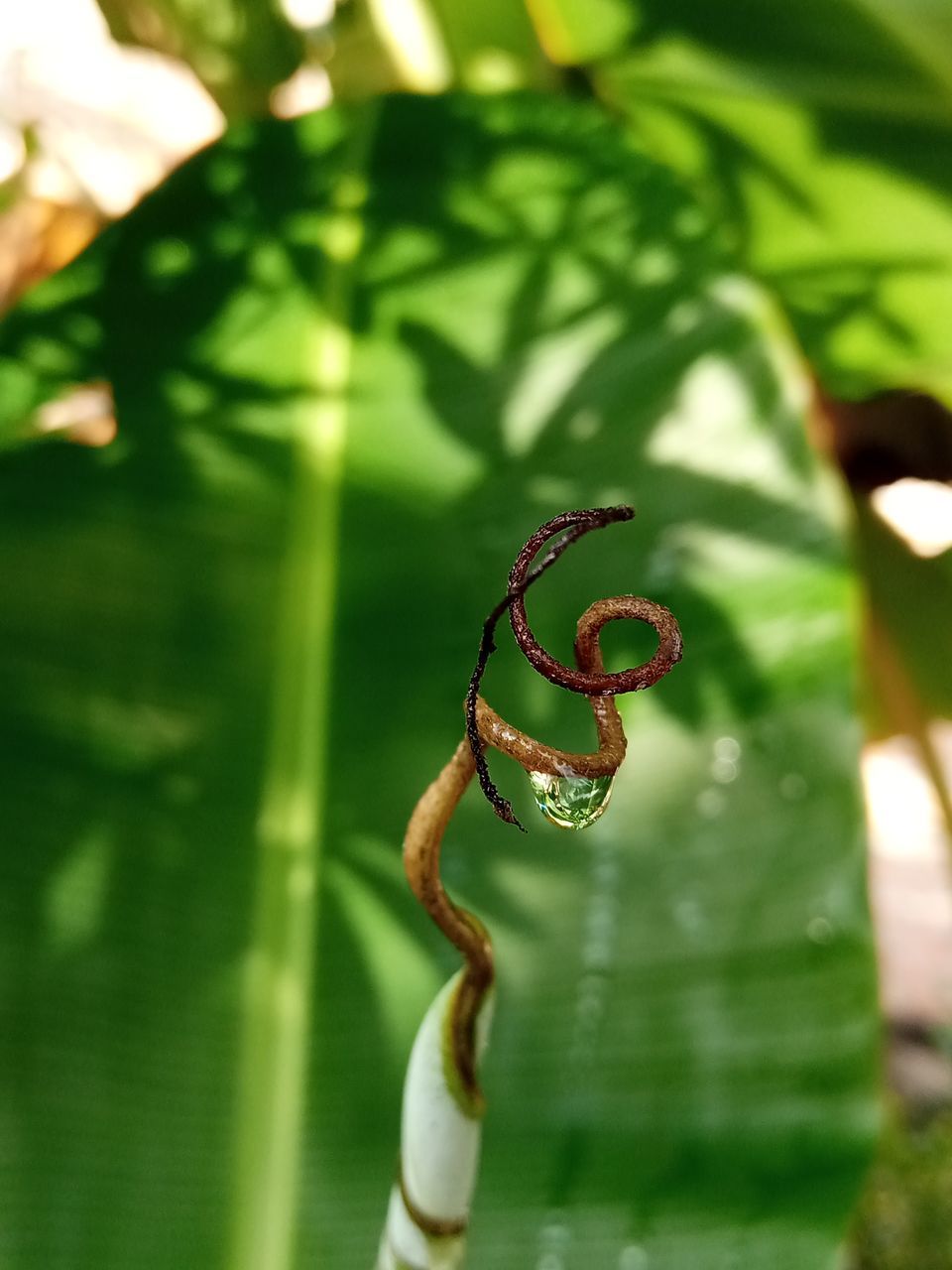 green, leaf, plant part, plant, animal, animal themes, nature, animal wildlife, flower, close-up, wildlife, one animal, no people, macro photography, insect, focus on foreground, day, branch, outdoors, beauty in nature, tree, selective focus, growth, jungle, grass, sunlight, reptile