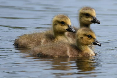 Duck swimming in lake