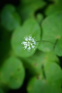 Close-up of white flowers