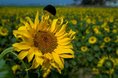 Close-up of sunflower