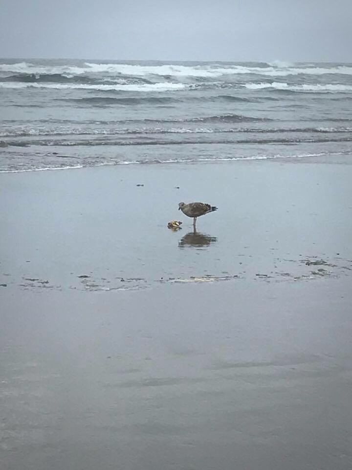 BIRD ON SEA AGAINST SKY