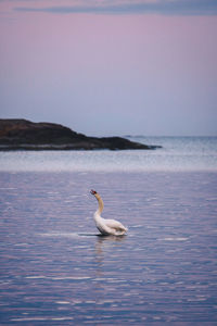 Swan in a sea