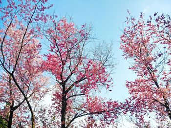 Low angle view of flower tree against clear sky