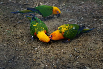 High angle view of parrot on field