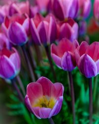 Close-up of crocus blooming outdoors