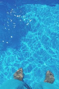 High angle view of woman swimming in pool