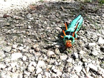 Close-up of butterfly on rock