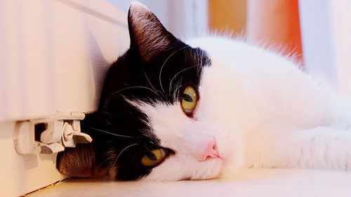 Close-up portrait of cat relaxing at home