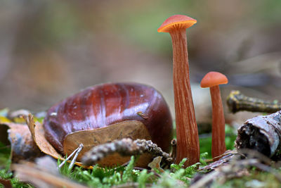 Close-up of mushroom growing on field