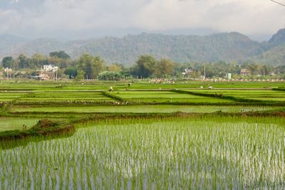 Scenic view of agricultural field against sky