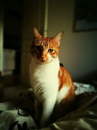 Portrait of cat sitting on bed at home