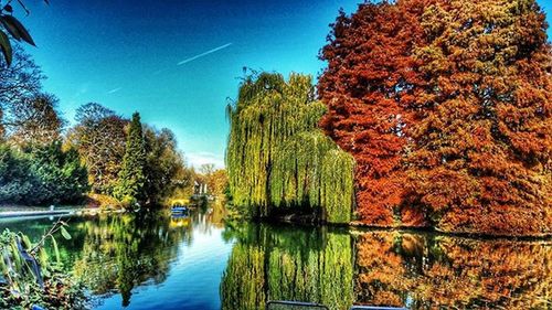 Reflection of trees in calm lake