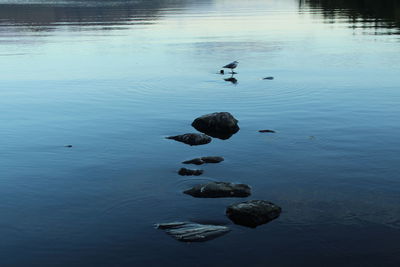 High angle view of ducks swimming in lake