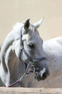 Close-up of horse in ranch