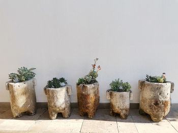 Potted plants on wall background with copy space.