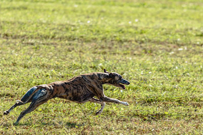 Whippet sprinter dog running and chasing lure on the field