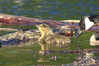 Ducks swimming in lake