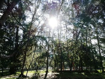 Low angle view of trees by lake against sky