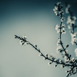 Low angle view of flowers against sky