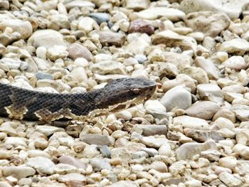 Close-up of lizard on pebbles