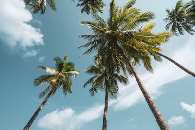 Low angle view of coconut palm tree against sky