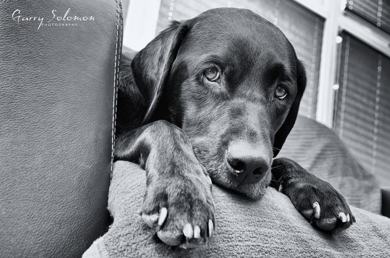 PORTRAIT OF DOG LOOKING AWAY