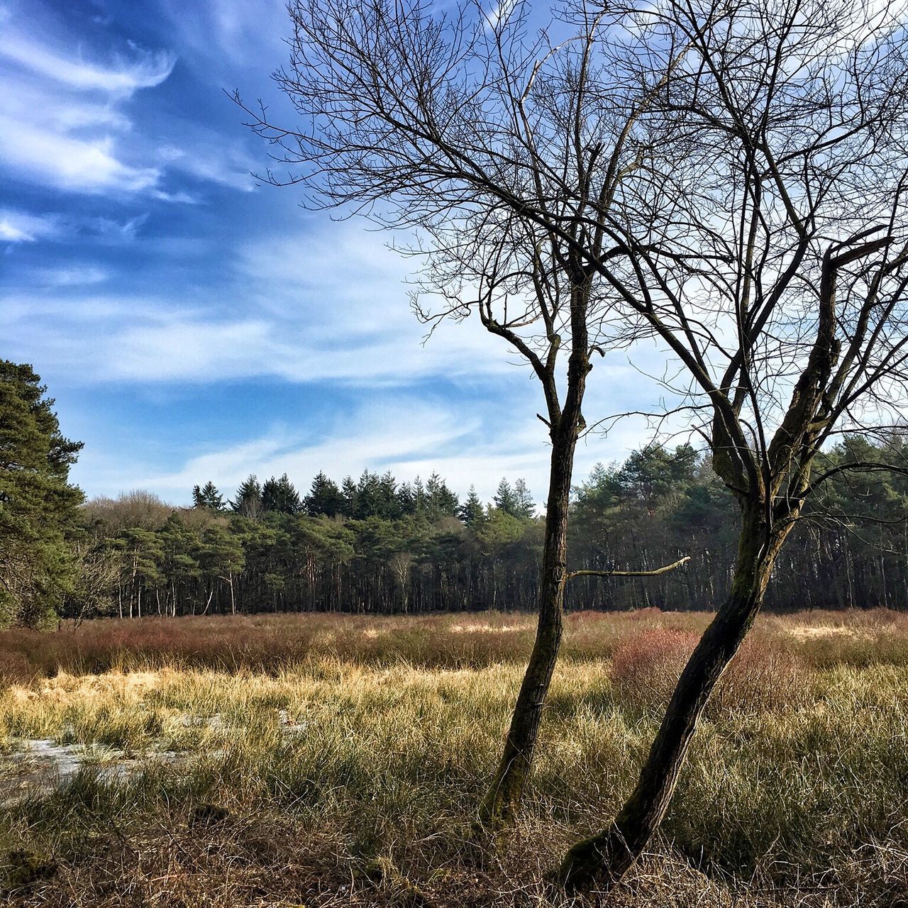 tree, landscape, bare tree, sky, nature, tranquility, field, beauty in nature, no people, tranquil scene, branch, day, forest, outdoors, scenics, growth, grass, desolate