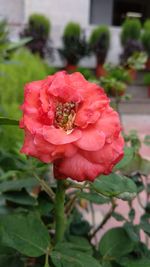 Close-up of rose flower