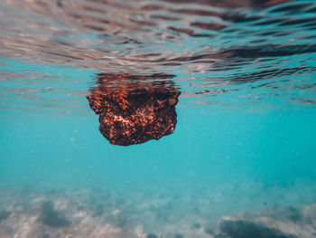 Close-up of jellyfish swimming in sea