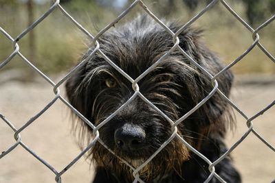 Close-up of chainlink fence