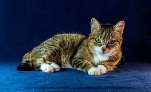 Close-up portrait of a cat