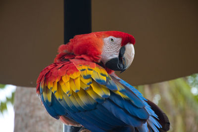 Close-up of parrot cockatoo perching