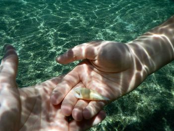 Cropped hands of man holding seashell undersea