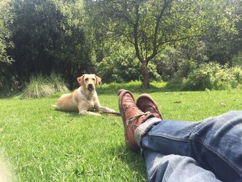 Low section of man with dog sitting on grassland