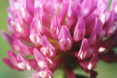 Close-up of pink flowers