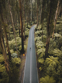 Aerial view of road amidst trees in forest