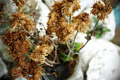 Close up of flowers