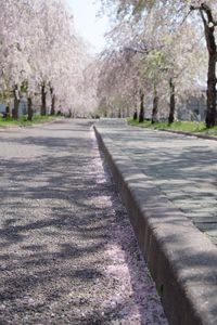 Surface level of footpath along trees