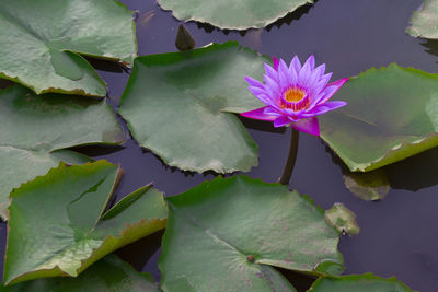 Close-up of lotus water lily in lake