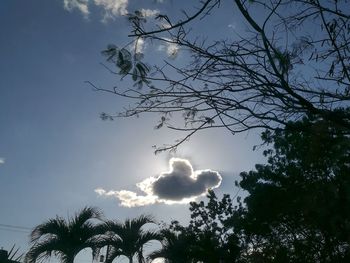 Low angle view of trees against sky