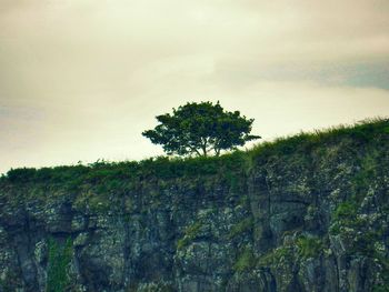 Trees growing on landscape