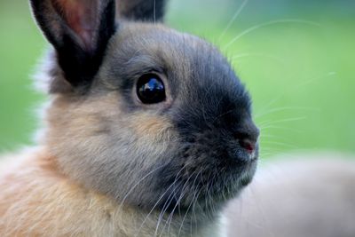 Close-up of an animal looking away