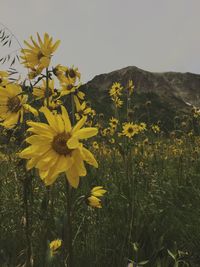 Close-up of flowers blooming in field