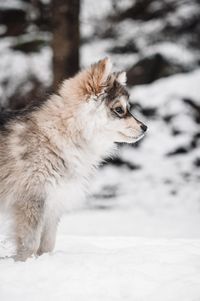 Puppy finnish lapphund dog looking away on snow covered land