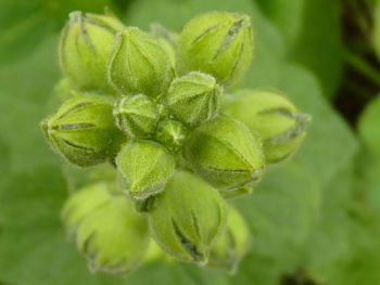 Close-up of flower buds growing outdoors